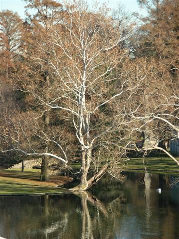 Sycamore tree on edge of water